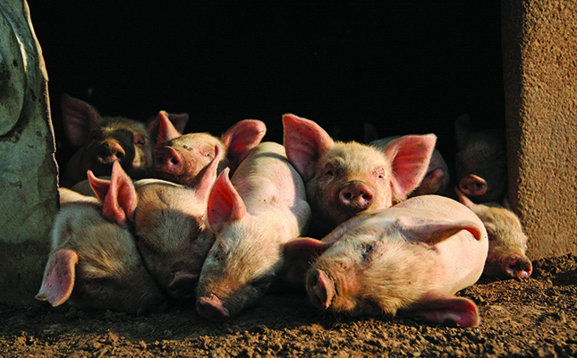 Farming pigs: how to get started – Part 1