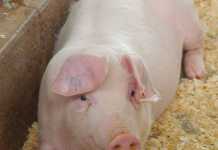 Pigs-how-to-get-started Part-2