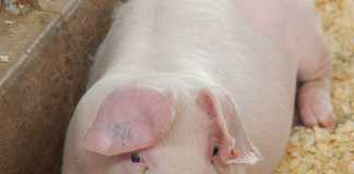 Pigs-how-to-get-started Part-2