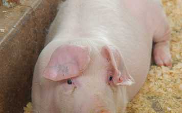 Pigs-how-to-get-started Part-2