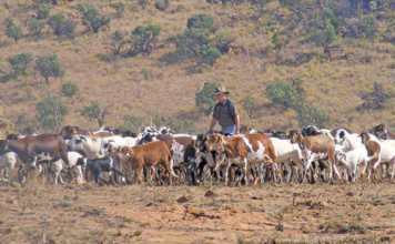 Stan Burger with his Damara Sheep