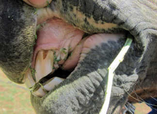 De-worming your horses