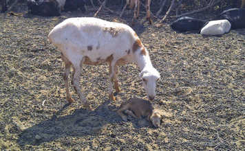 Pedi sheep breed ewe and lamb