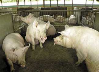 How a piggery improved pig welfare