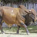 Boran's rising popularity in the Eastern Cape