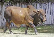 Boran's rising popularity in the Eastern Cape