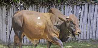 Boran's rising popularity in the Eastern Cape