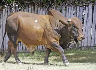 Boran's rising popularity in the Eastern Cape