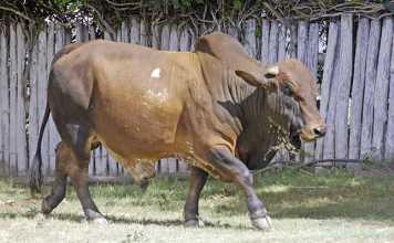 Boran's rising popularity in the Eastern Cape