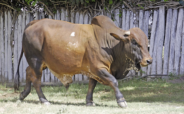 Boran’s rising popularity in the Eastern Cape