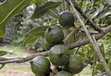 GFNC’s Macadamia Market expansion