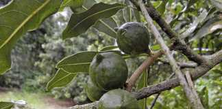 GFNC’s Macadamia Market expansion