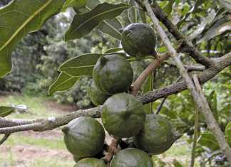 GFNC’s Macadamia Market expansion