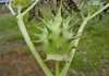 Symptoms of Datura poisoning in horses