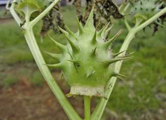 Symptoms of Datura poisoning in horses