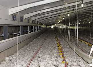 The key to running a top broiler business