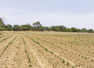 Tobacco farming in Zambia