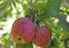 A look at the South African Apple industry A look at the South African Apple industry
