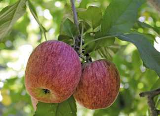 A look at the South African Apple industry