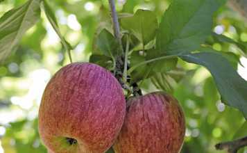 A look at the South African Apple industry