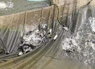 Trials for the tilapia industry