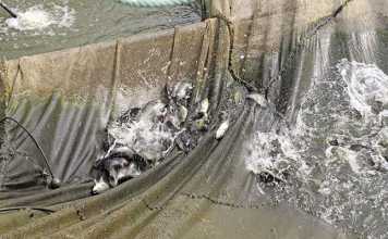 Trials for the tilapia industry