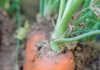 A guide to growing carrots