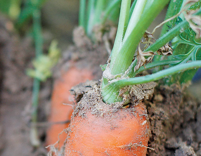 A guide to growing carrots A guide to growing carrots
