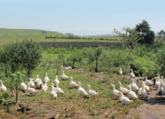 Pekin ducks