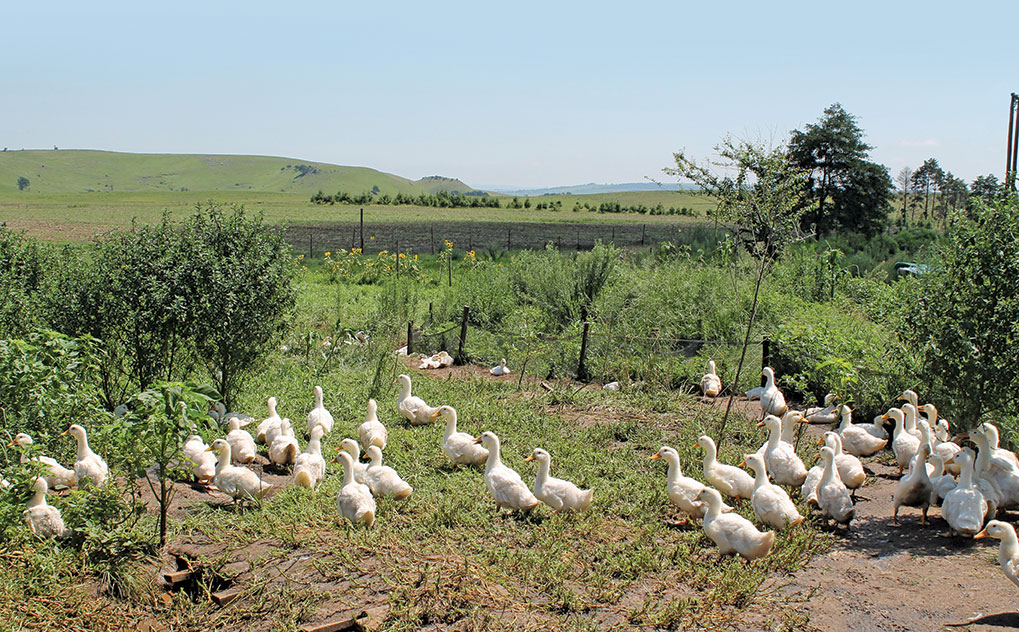 Pekin ducks