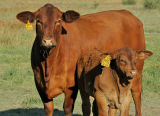 Cross-bred or pure-bred: designing a herd