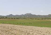 From farm labourer to an award-winning tomato producer From farm labourer to an award-winning tomato producer