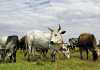 Improving milk production in Nguni cattle Improving milk production in Nguni cattle