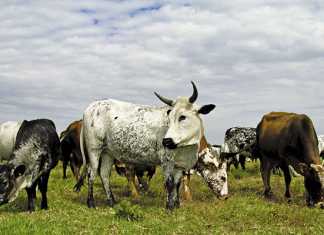 Improving milk production in Nguni cattle