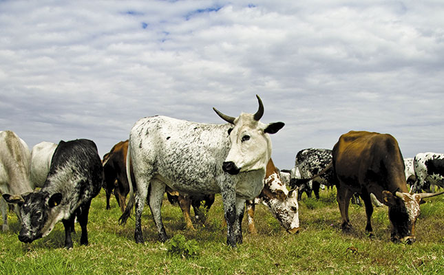 Improving milk production in Nguni cattle Improving milk production in Nguni cattle