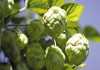 Learn how SAB’s hops is grown