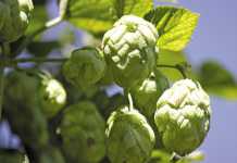Learn how SAB’s hops is grown