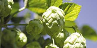 Learn how SAB’s hops is grown