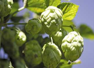 Learn how SAB’s hops is grown