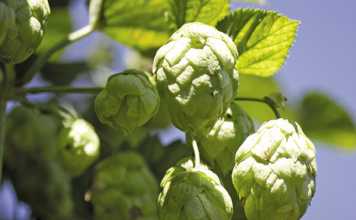Learn how SAB’s hops is grown
