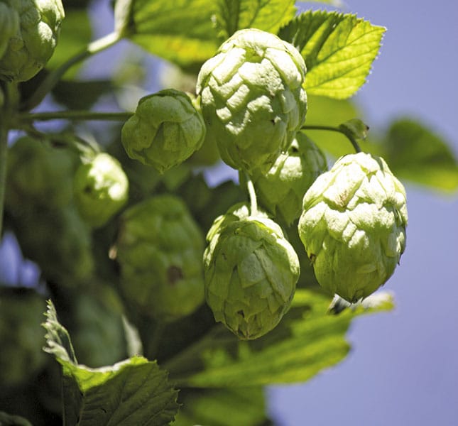 Learn how SAB’s hops is grown