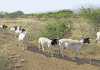 Communal goat farmer planning to go commercial