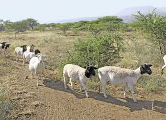 Communal goat farmer planning to go commercial