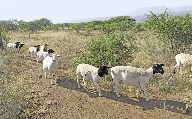 Communal goat farmer planning to go commercial Communal goat farmer planning to go commercial