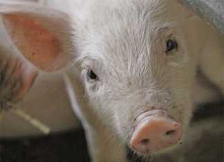 From a driver to successful small-scale pig farmer