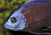 Ornamental-fish-farming