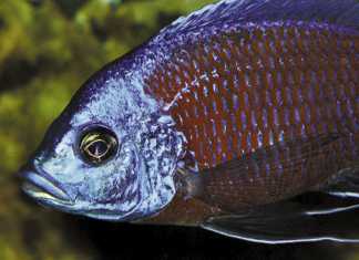 Ornamental-fish-farming