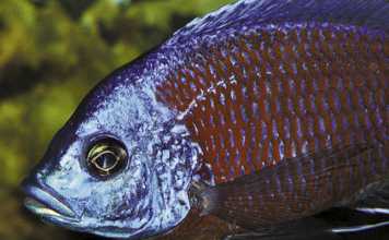 Ornamental-fish-farming