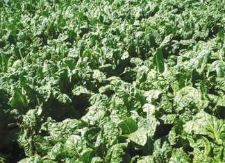 Spinach: a step-by-step guide on how to grow it