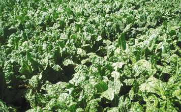 Spinach: a step-by-step guide on how to grow it